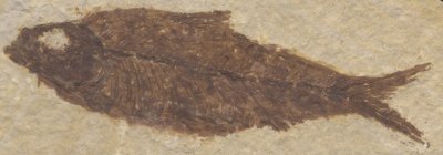 Fossil Fish, Kemmerer, Wyoming